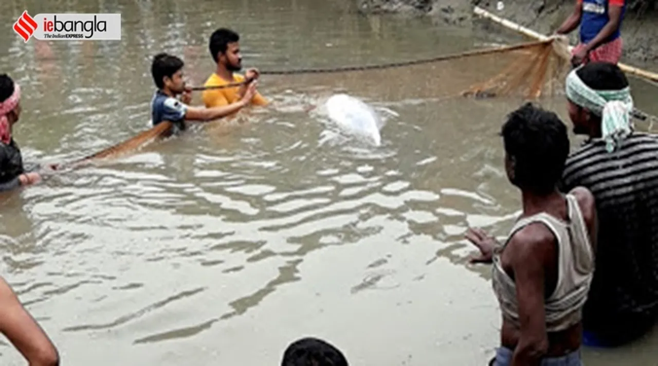 Dolphin, ডলফিন, ডলফিনের খবর, উদ্ধার ডলফিন,Dolphin news, ডলফিন ইছামতী নদি, ইছামতী নদীতে উদ্ধার ডলফিন, Dolphin ichamati river, ichamati river, ইছামতী নদী, west bengal news, পশ্চিমবঙ্গের খবর