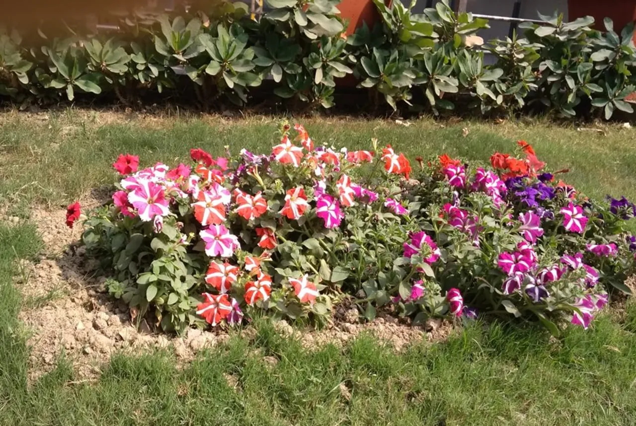 Petunias Alice Walker