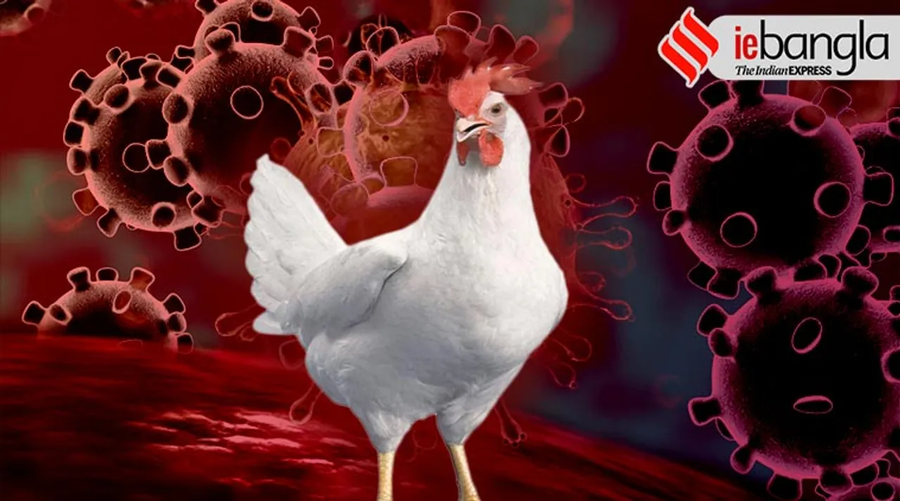 coronavirus poultry industry