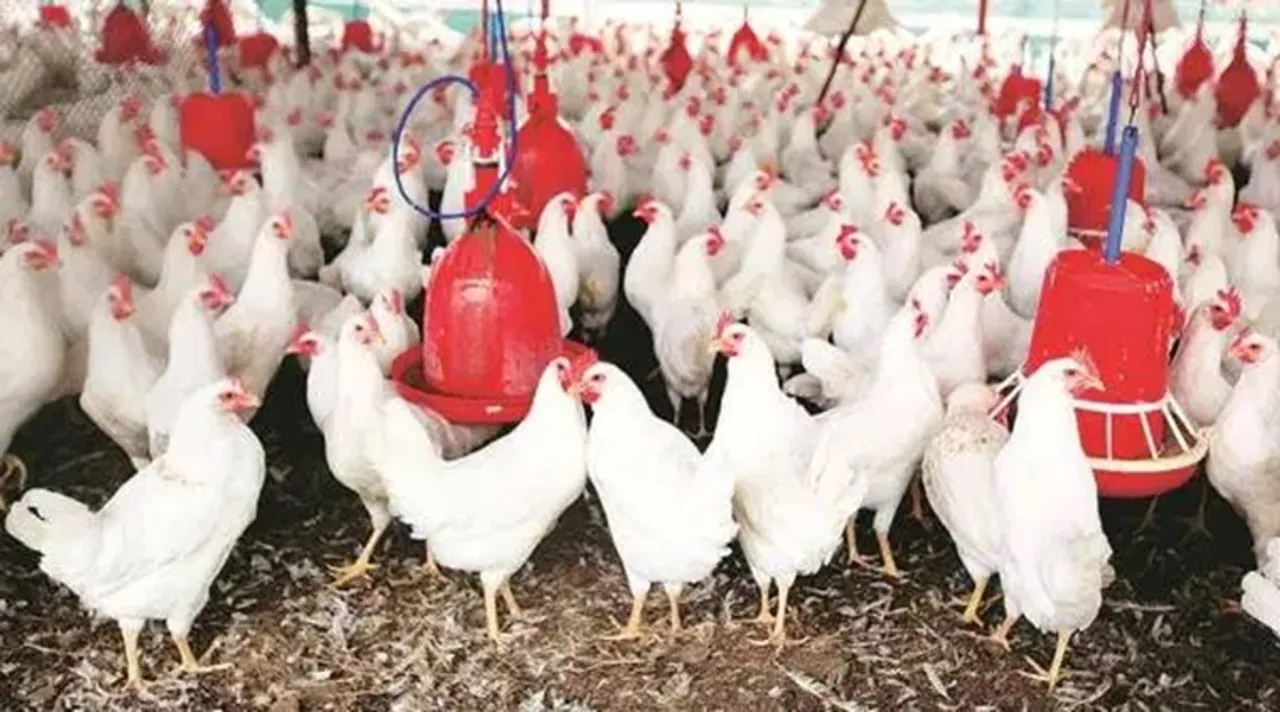 covid-19, কোভিড ১৯, করোনা, করোনভাইরাস, covid-19 india, covid-19 india outbreak, covid-19 pune, covid-19 pune outbreak, covid-19 pune lockdown, লকডাউন, covid-19 poultry sales, covid-19 poultry, poultry farmers, covid-19 poultry farmers, pune poultry farmers, পুনে, পুণে, পোলট্রি ফার্মে, নাসিক, মুরগি ব্য়বসা, মুরগি চাষ, tablighi jamaat, tablighi jamaat pune, nashik, covid-19 nashik, nashik poultry farms, ahmednagar, ahmednagar poultry farms, covid-19 ahmednagar, indapur, indapur covid-19, indapur poultry farms, junnar, junnar covid-19, junnar poultry farms, venkateshwara hatcheries limited, pune news, indian express news