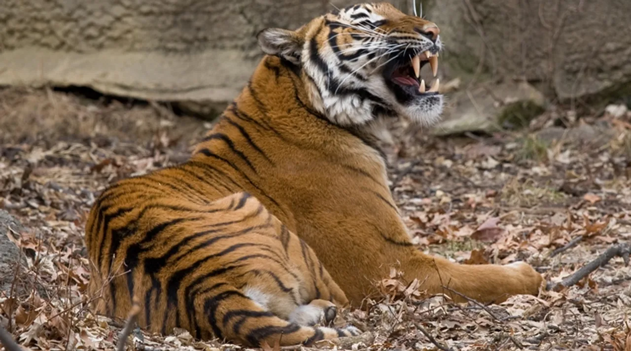 tiger coronavirus positive