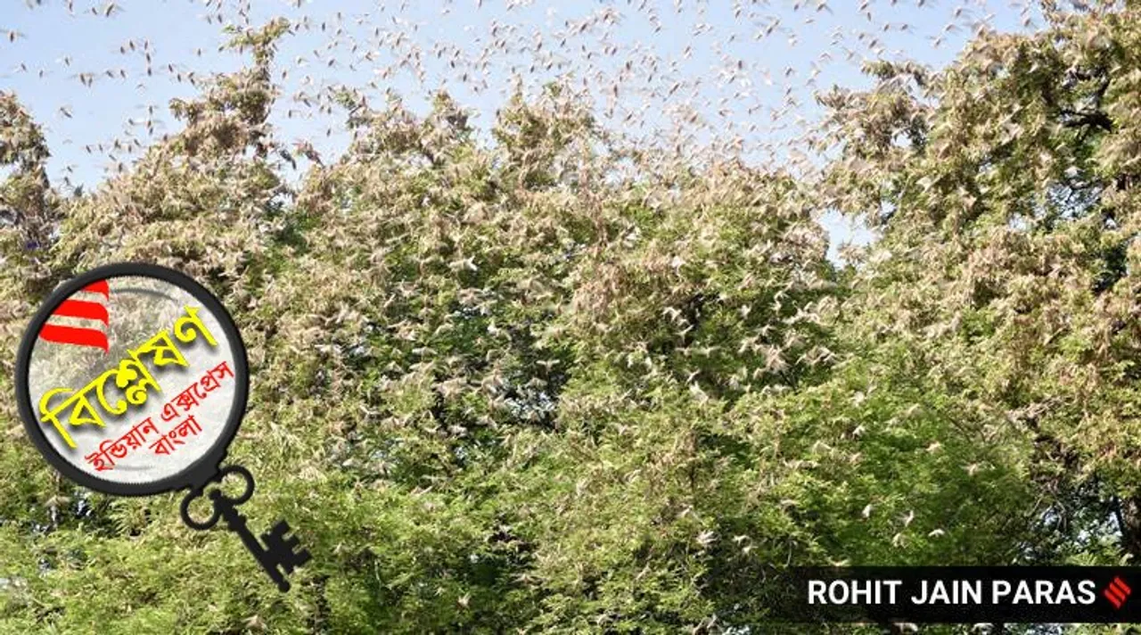 Locusts India Pakistan