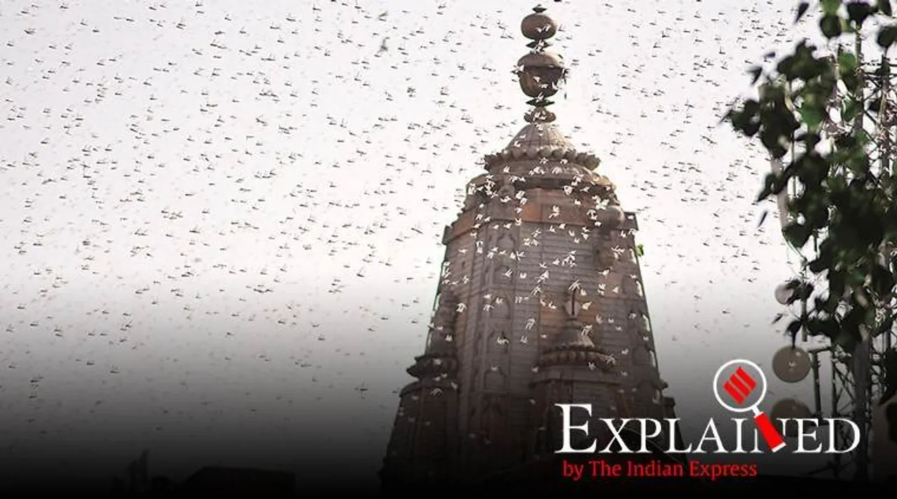Locusts in India