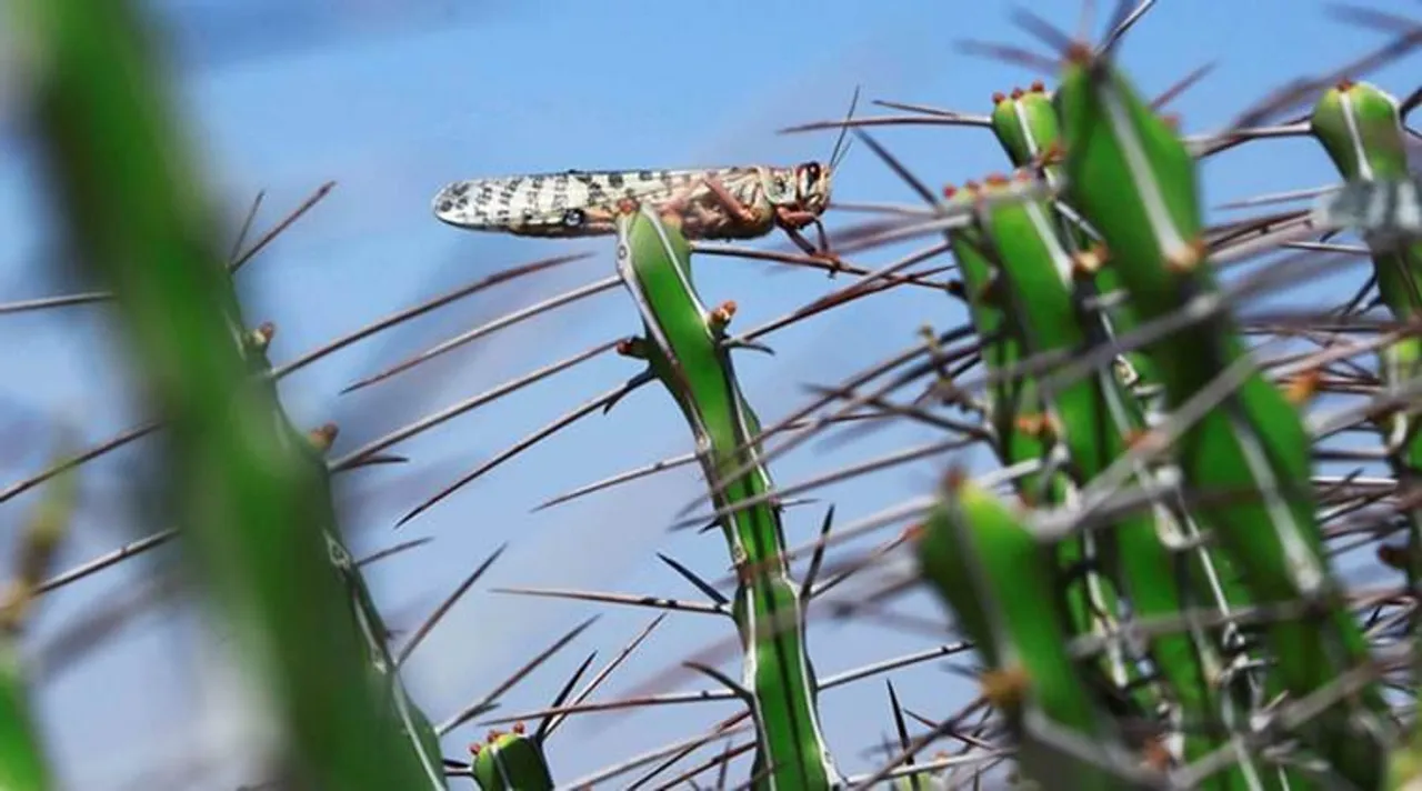 Locust in India