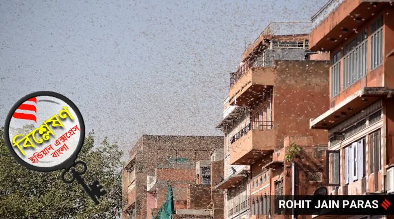 Locusts attack in India