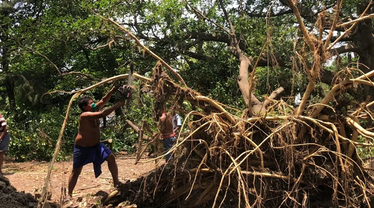 rabindra sarobar trees replanting