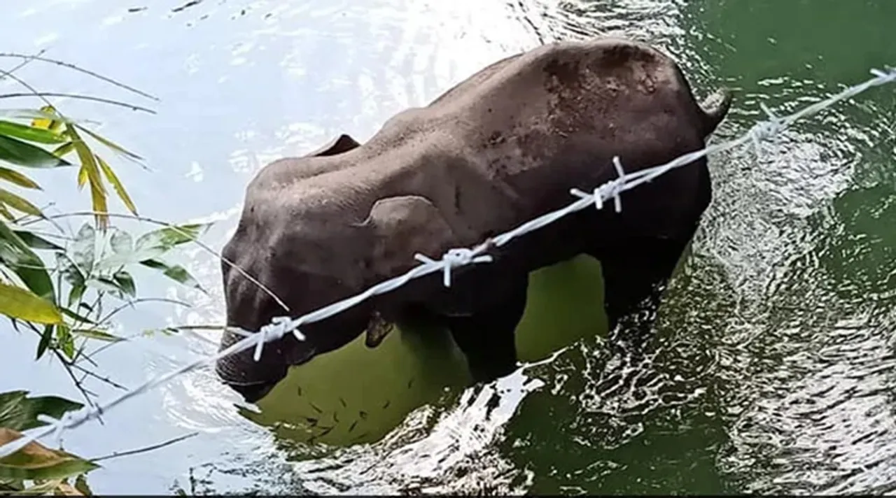 kerala elephant death