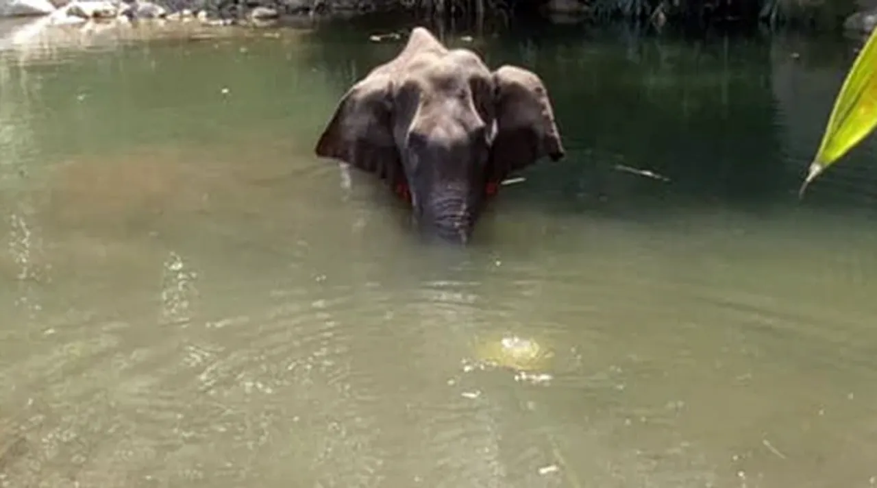 kerala elephant death probe