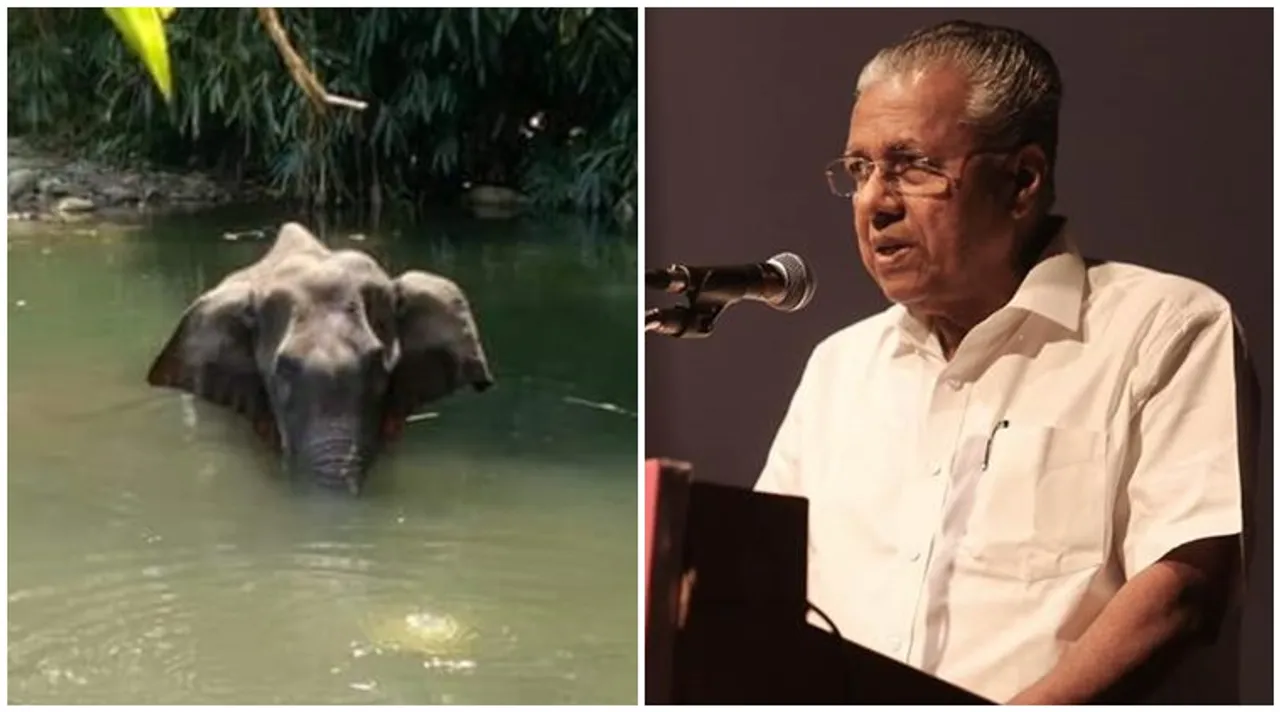 kerala pregnant elephant killing