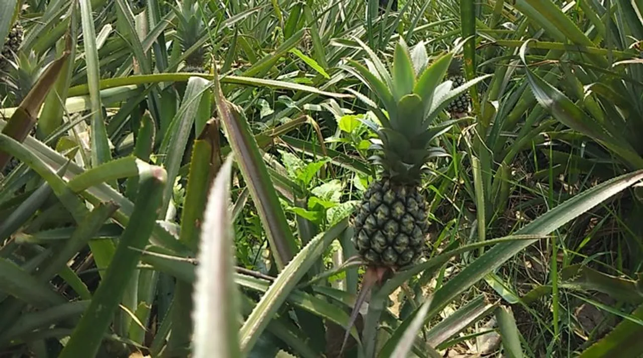 Tripura Pineapple