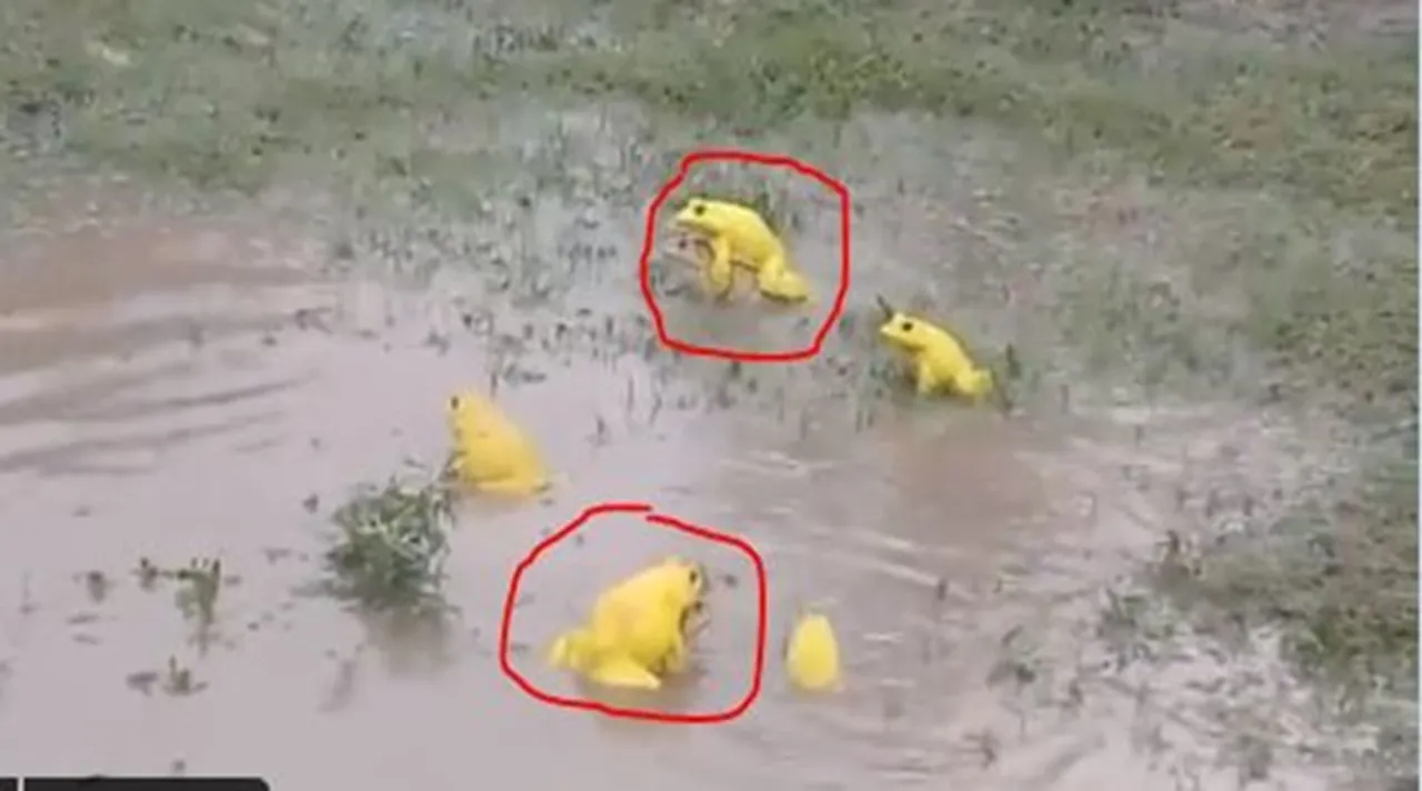 দিনের সেরা বাছাই করা ভাইরাল: জোরকদমে যৌন মিলন মাঠের মধ্যে, রক্তাক্ত ক্রোকোডাইল হান্টারের ছেলে,