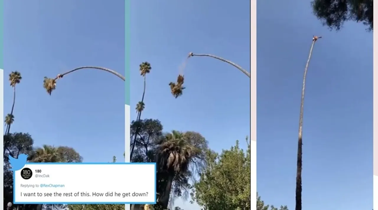 man cutting palm tree viral video, গাছ কাটছেন যুবক, palm tree