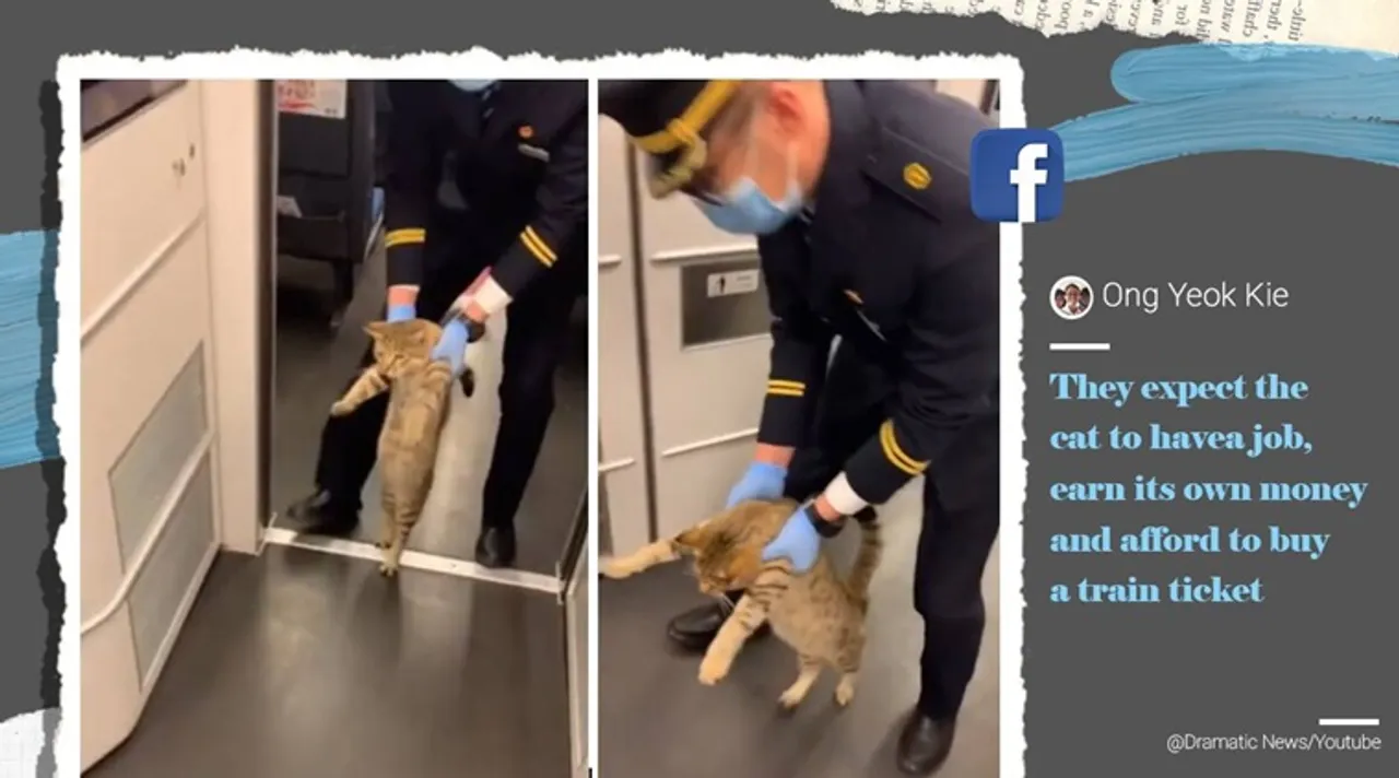 cat video