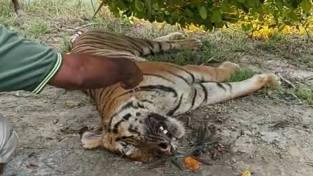 Royal Bengal Tiger, Sunderban