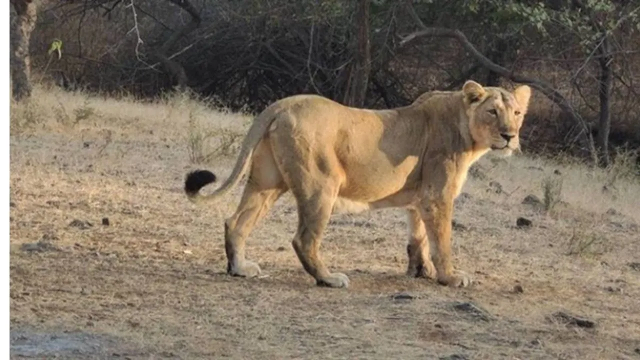 Asiatic Lion, Corona India
