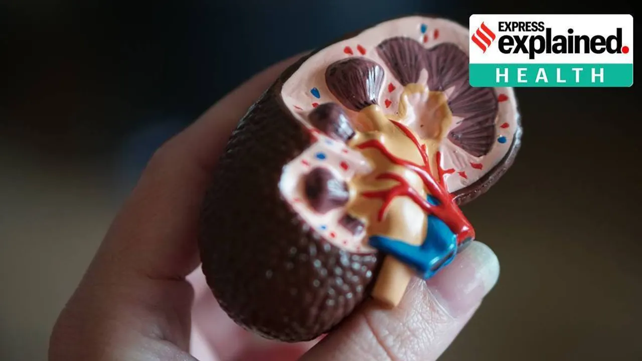 Coronavirus Explained, Covid-19 in Kidney