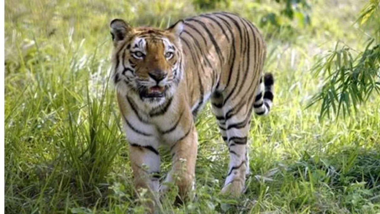 Kaziranga, Tiger Resrve, Firing