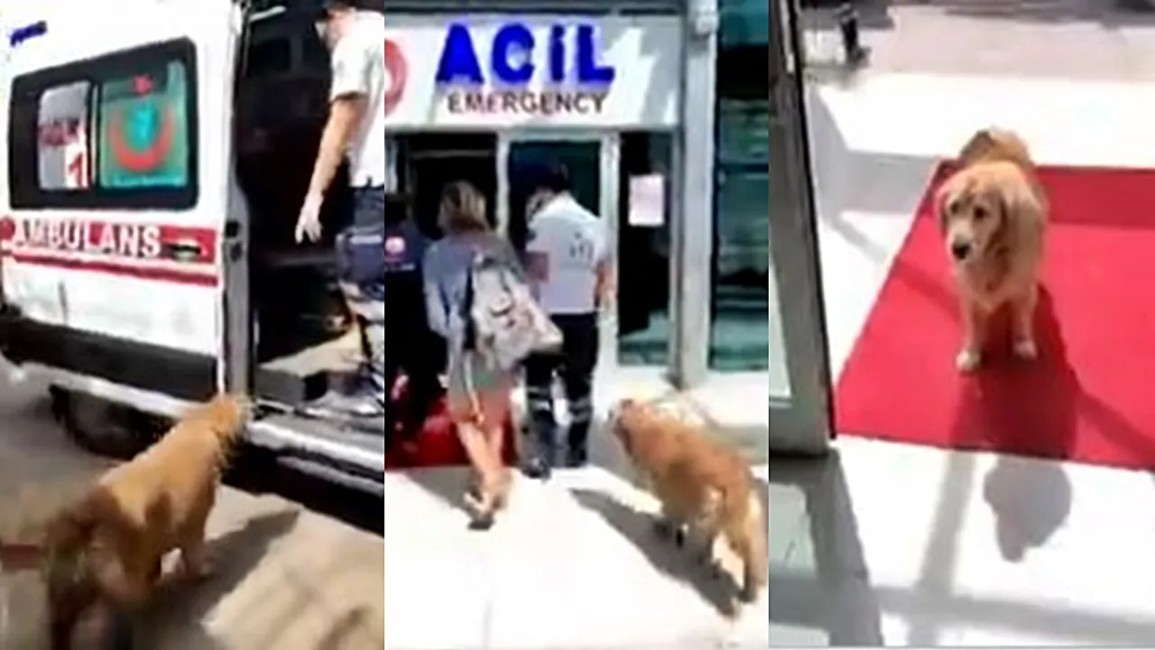 Dog Viral Video,Viral Video