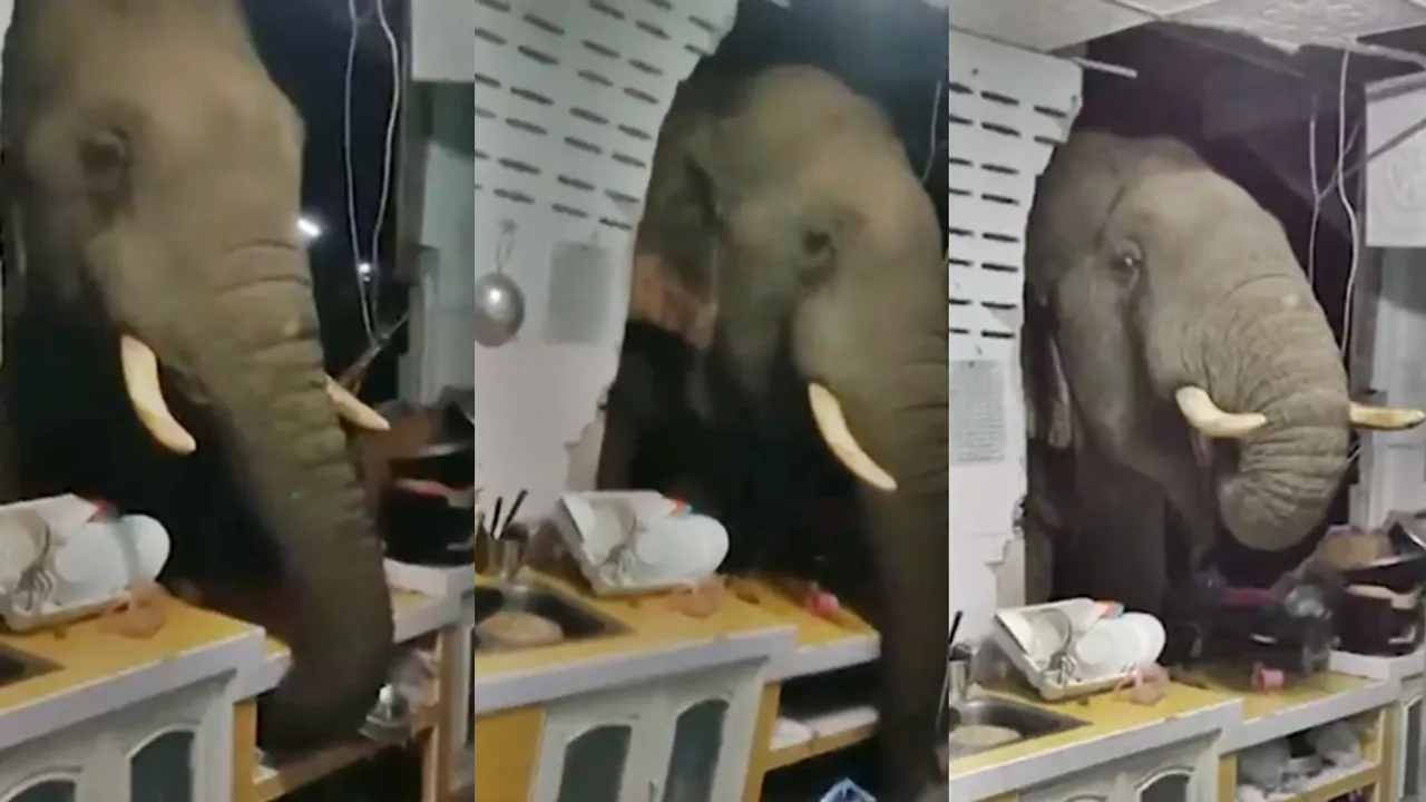viral news, Elephant room, Elepahnt video