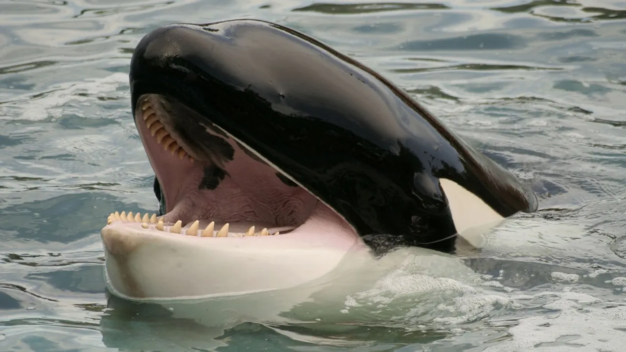 whale, whale attack