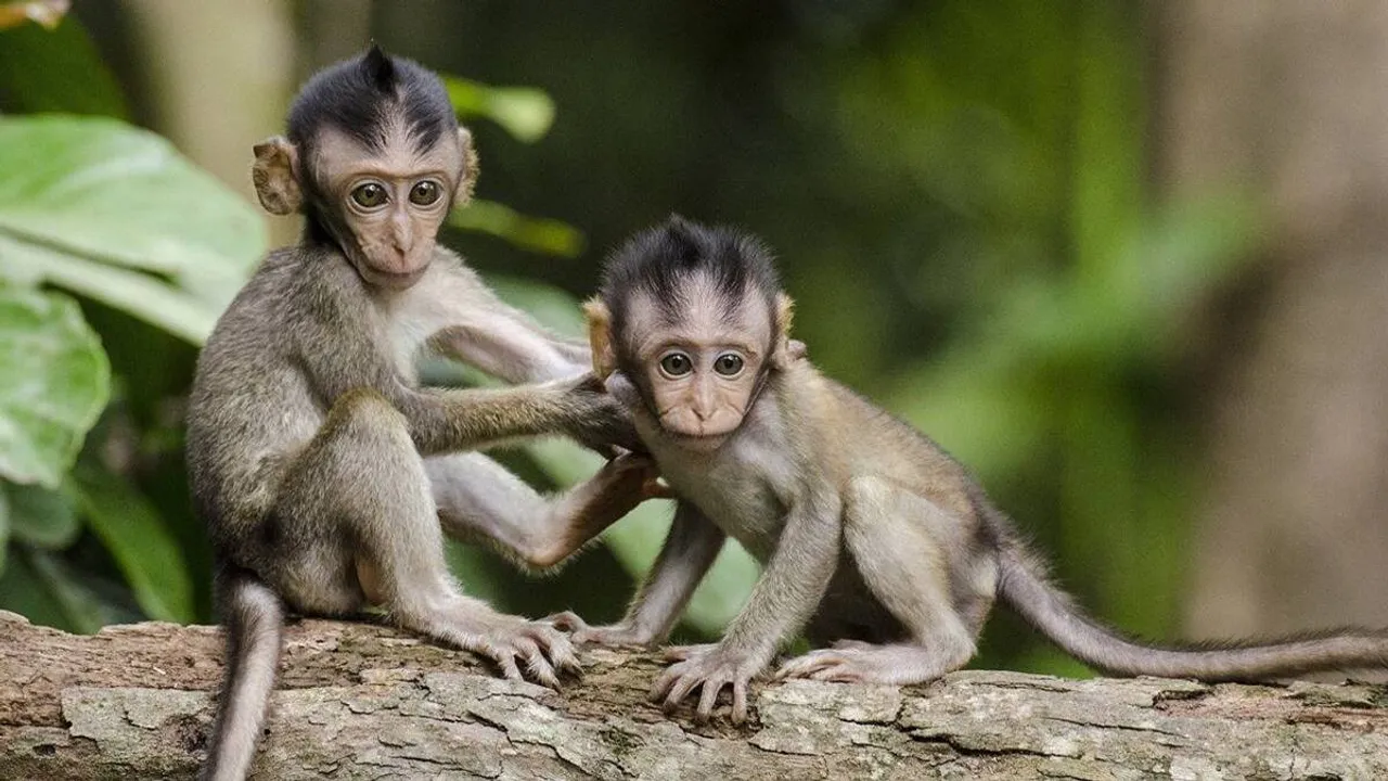 Monkey B Virus