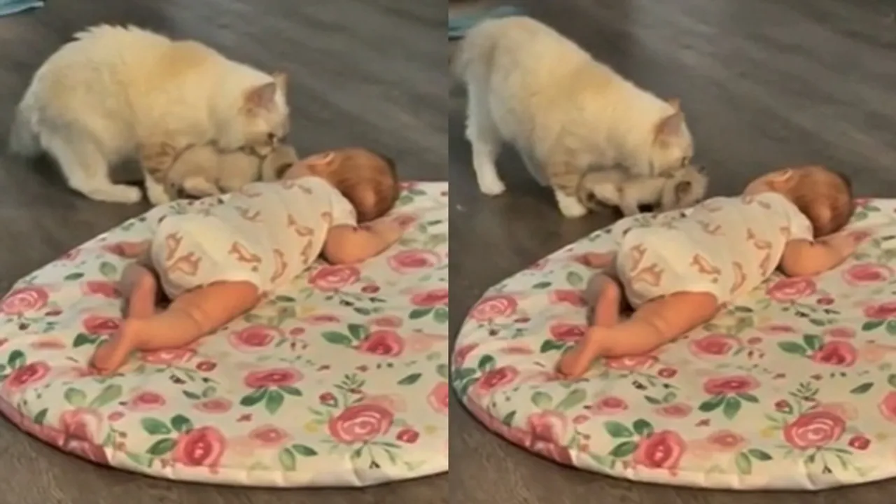 baby video, viral video, cat video