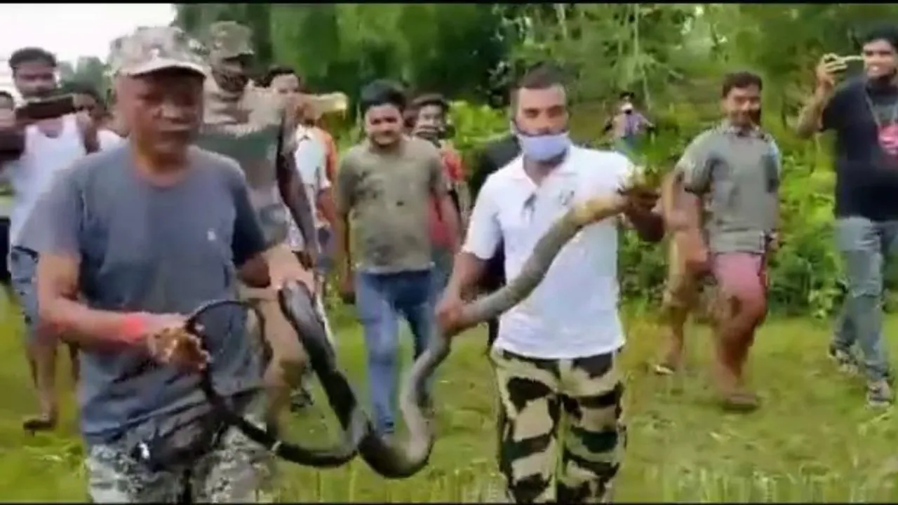 King Cobra, Gorumara, North bengal