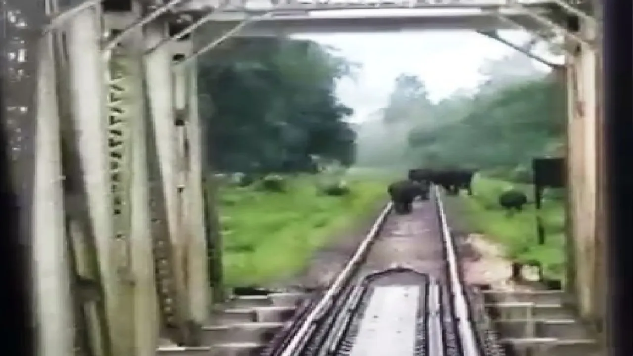 Elephants safely cross rail line at sebak