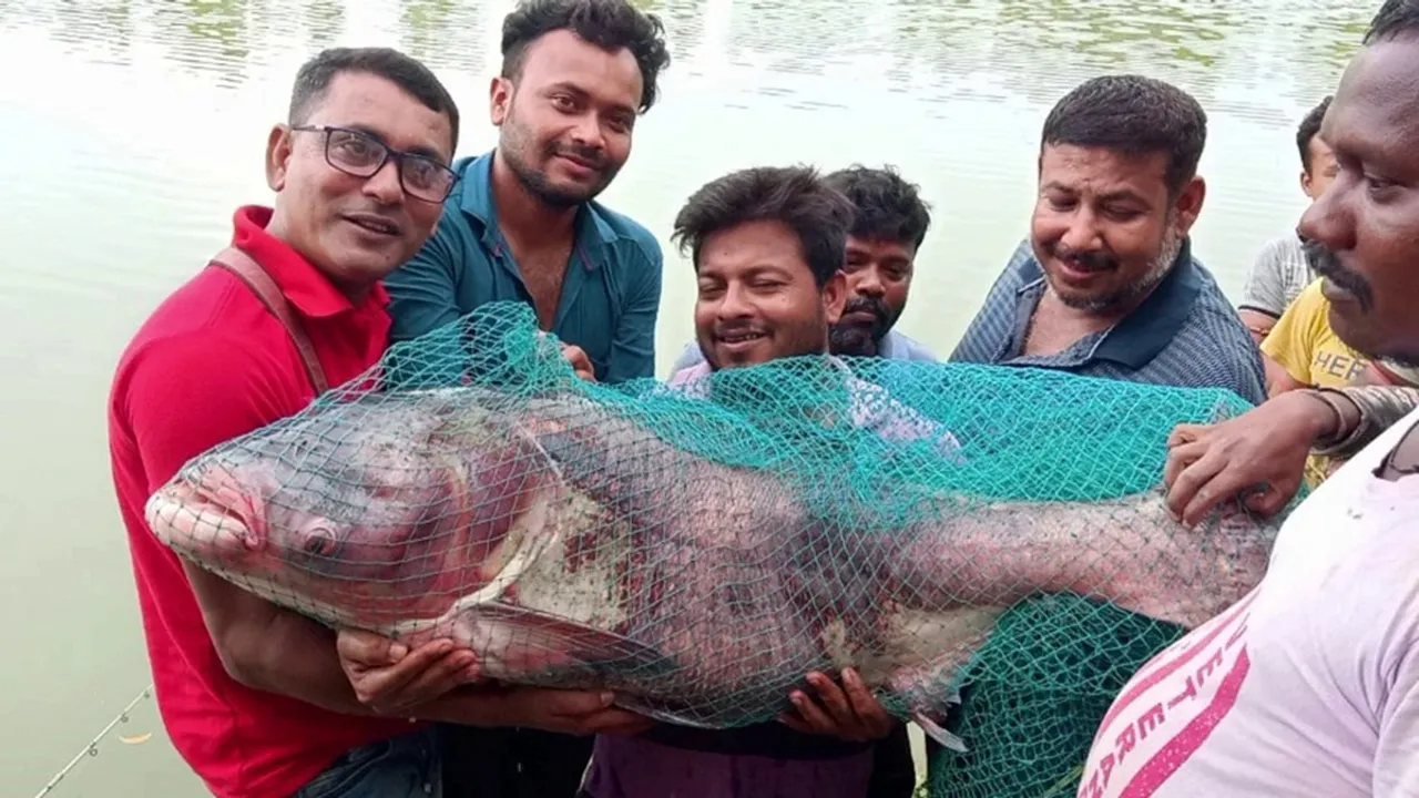 A big fish caught by two youth at kornojora djighi