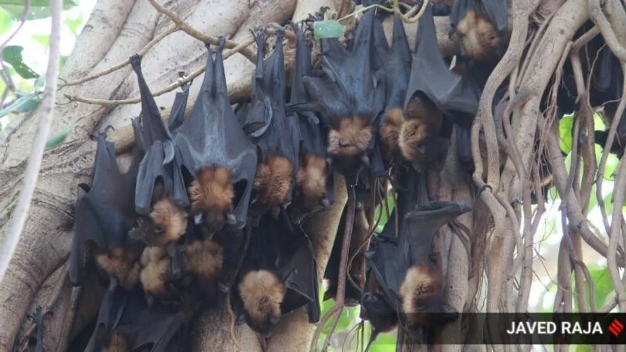 Day after Kerala Nipah death, 11 person have symptoms
