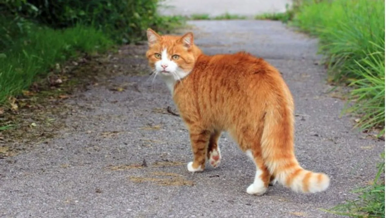 Corona Outbreak, China, Cat Covid