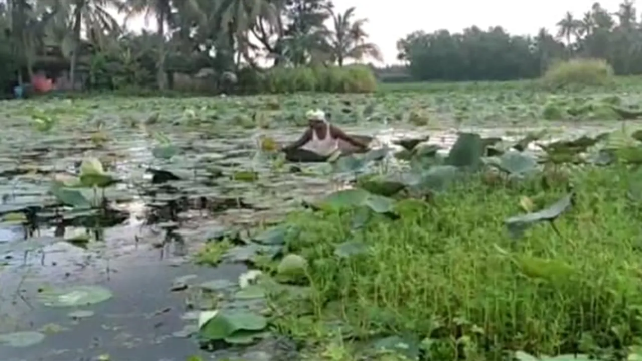 Local train service is suspend, east midnapurs lotus farmers faces difficulties