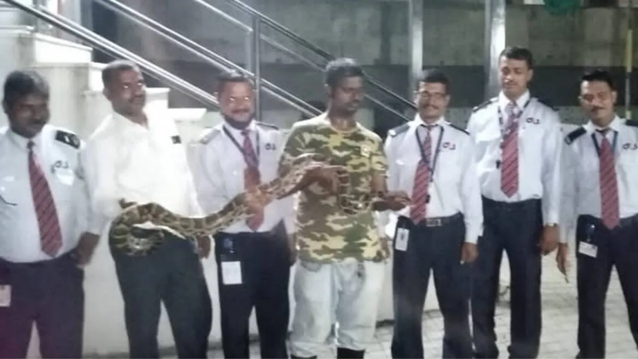 Python, Uddhav Thackrey, Maharshtra