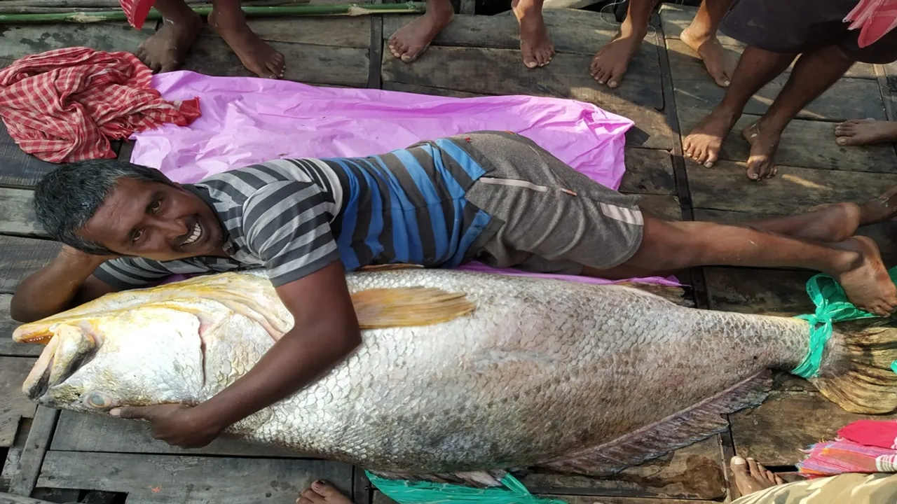 A Giant size fish is captured by fishermen from sundarban river