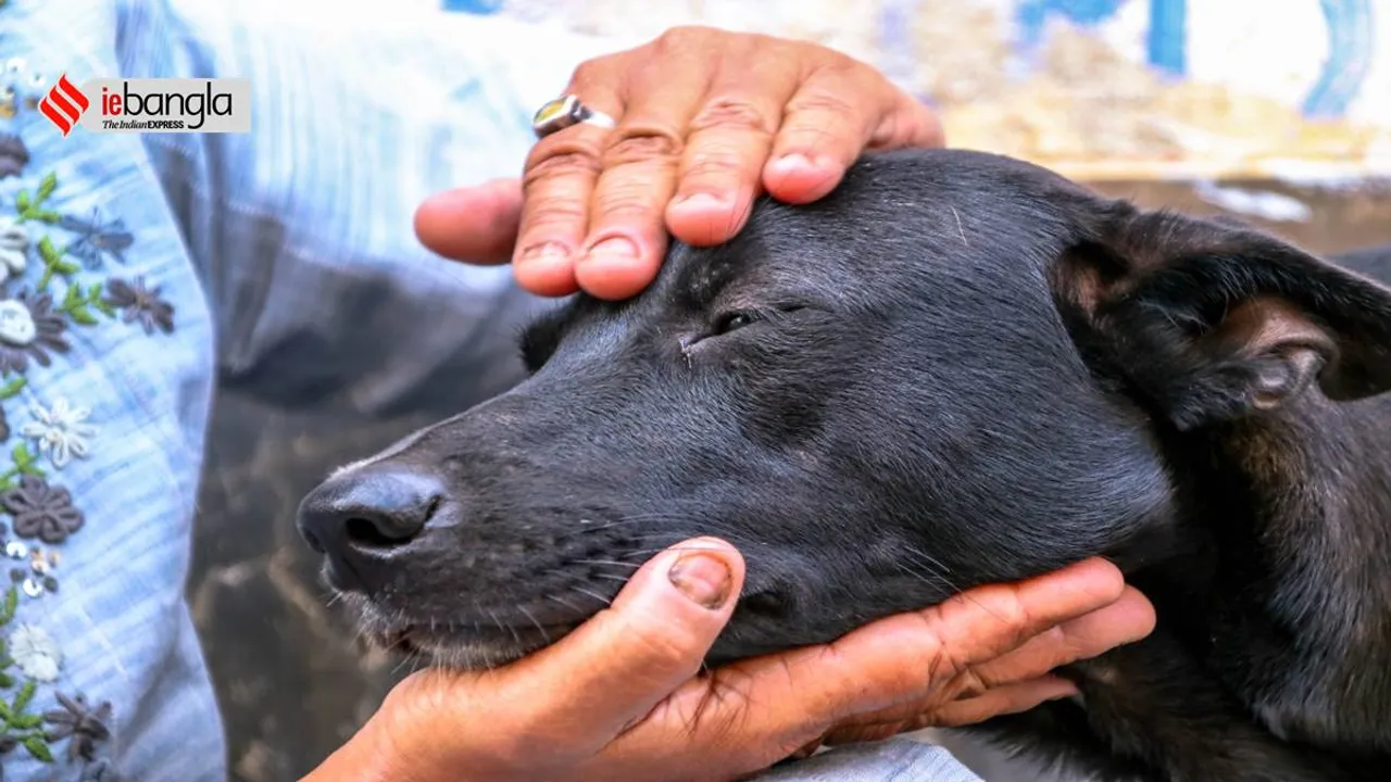 Street Dog, Stray Dog, Pet Care