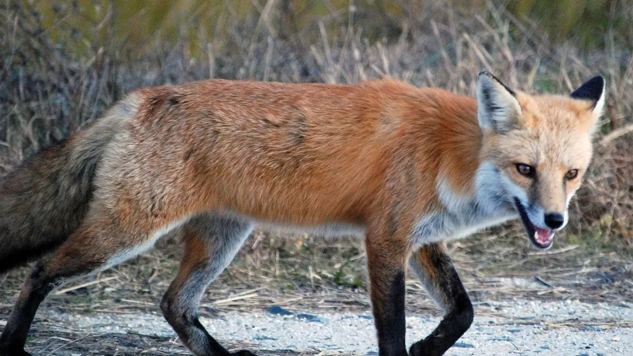 Fox Attack, bengal Village