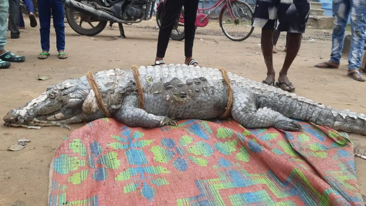 Hooghly, Serampore, Crocodile