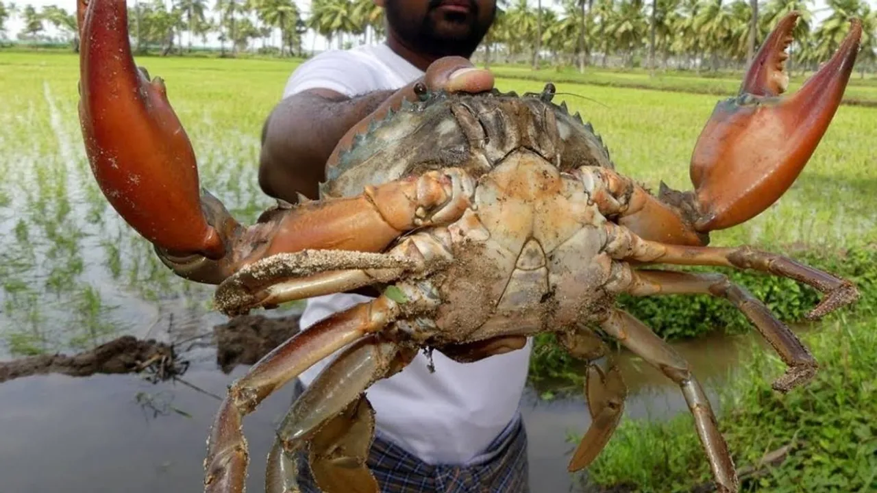 Digha, Tourist Die, Food Poisoning