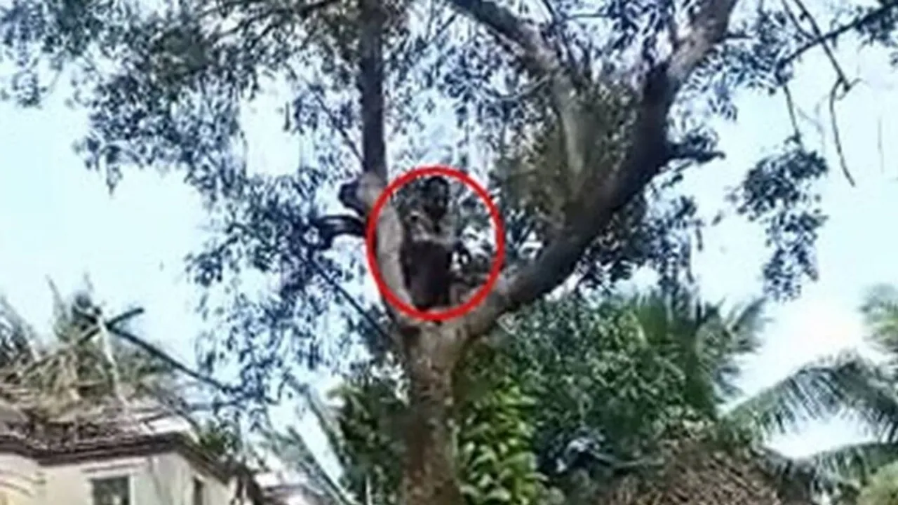 Puduchery Man, Tree Climb, Vaccination camp