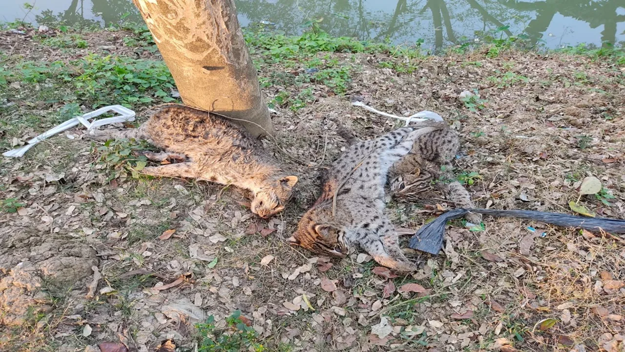 fishing cats body recovered from howrah bagnan