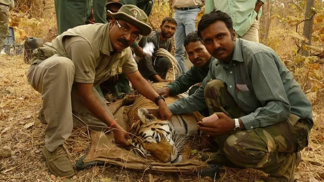 Pench’s famous tigress ‘Collarwali’ passes away at 16