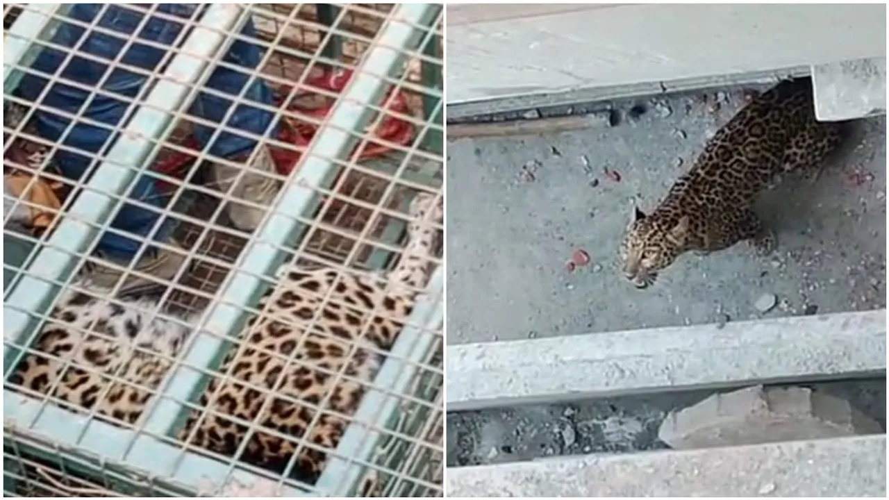 Leopard in cooch behar town area