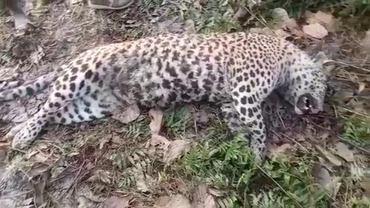 Leopard deadbody recover from dooars goyerkata forest