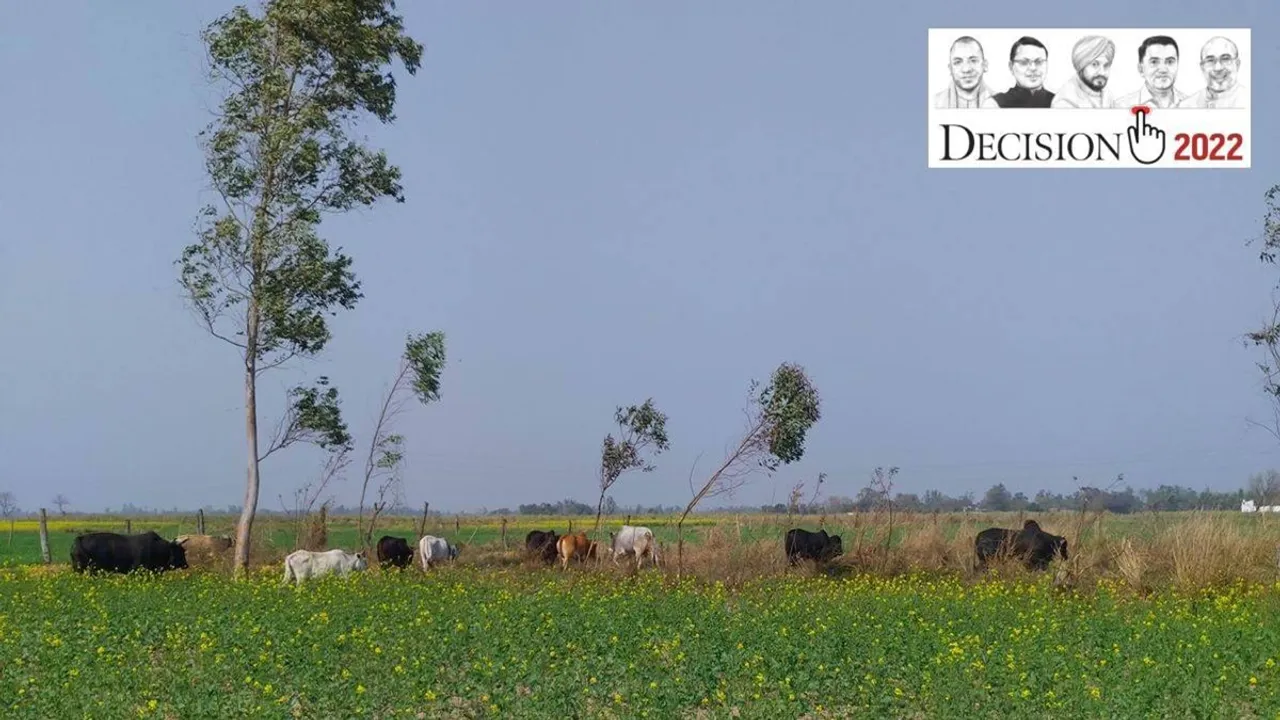 stray_cattle