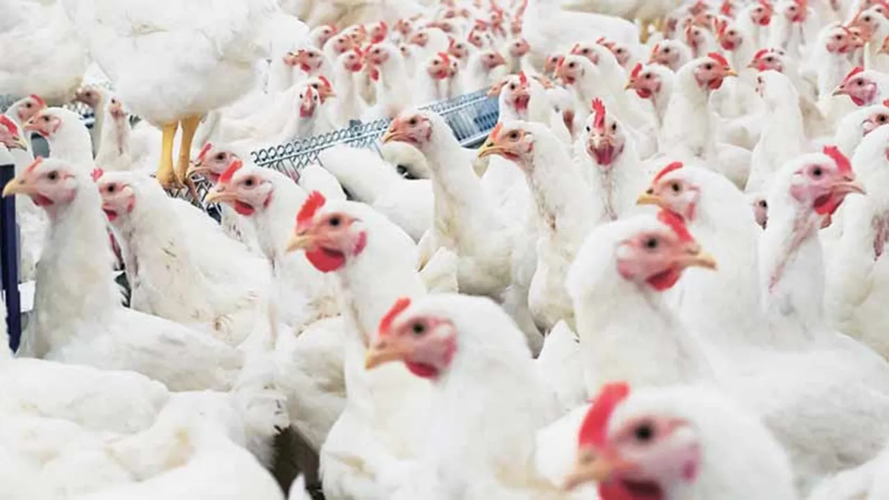 Egg Price Hike: মহার্ঘ ডিম, একমাসের মধ্যে ফের বাড়ল দাম