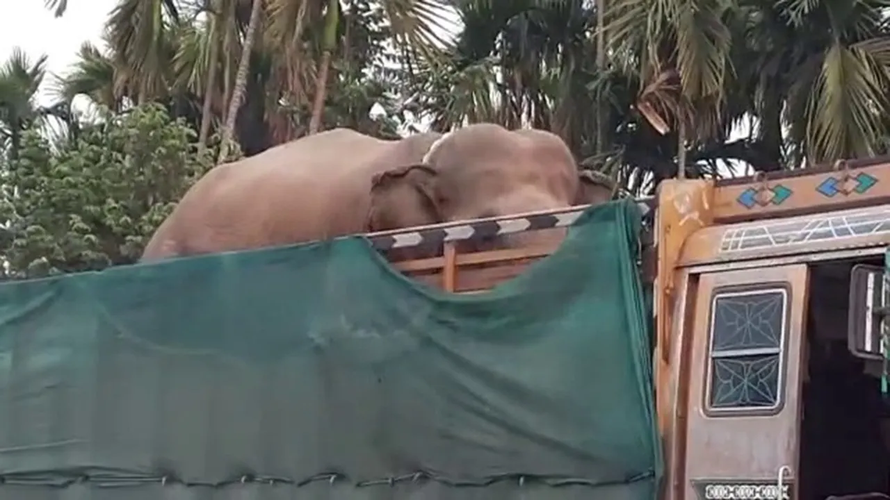 Seven elephant rescue from six truck at jalpaiguri, 18 were detained