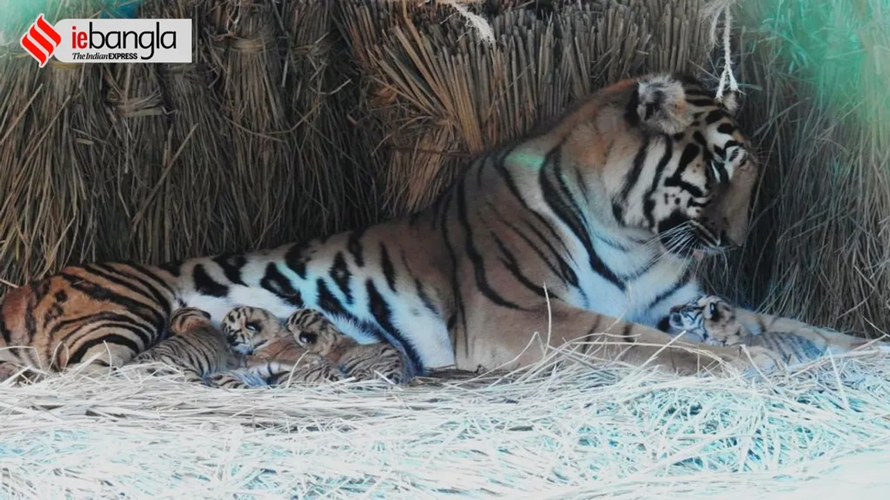 tigress sheela given birth 5 cubs in bengal safari park at siliguri