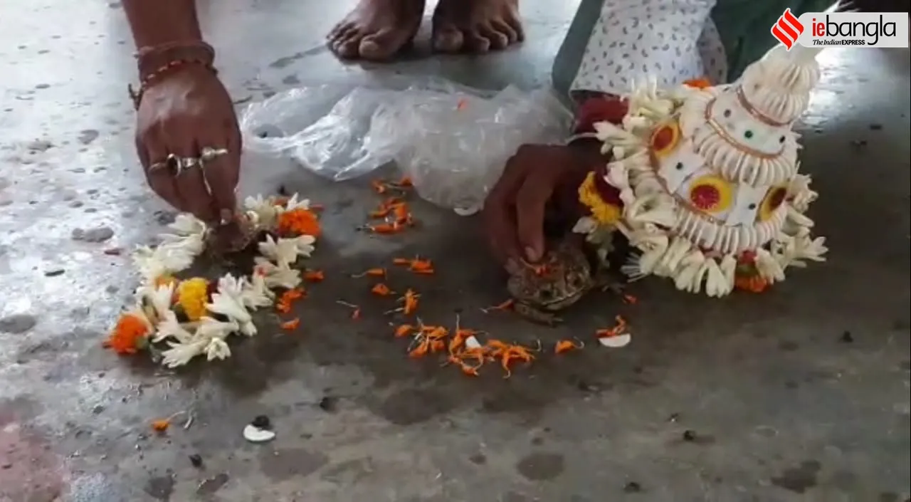 Arambags residents arranged frogs marriage ceremony by wanting rainfall