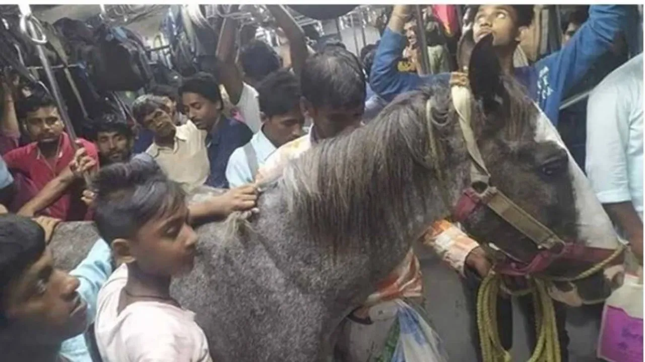 RPF arrests Horse owner after train ride pic goes viral