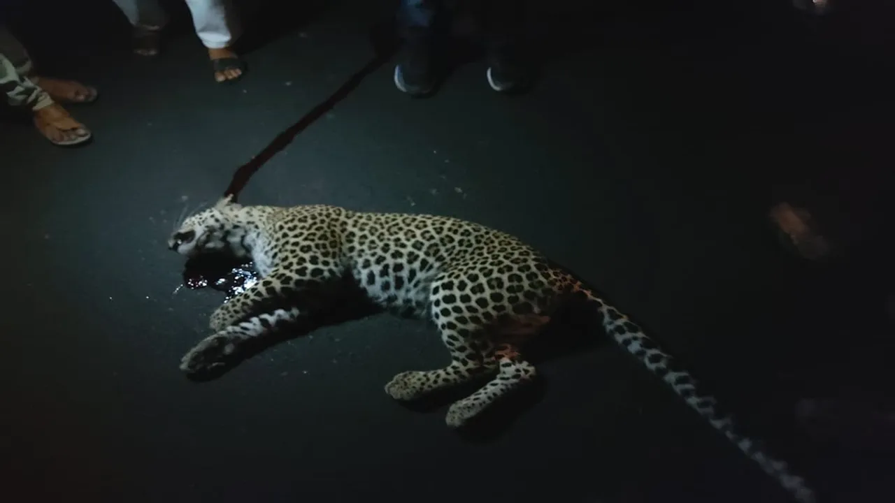 leopard died in a road accident at bagdogra